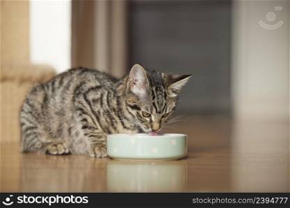 Pet Tabby Cat Or Kitten Eating Food From Bowl At Home