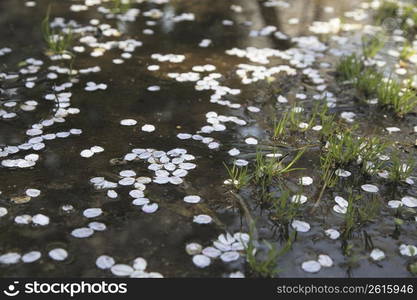 Petal