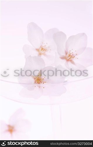 Petal of Cherry blossoms