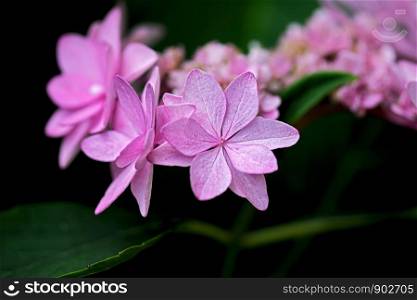 petals of a pink hydrangea closeup
