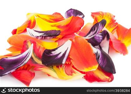 petals of a tulip
