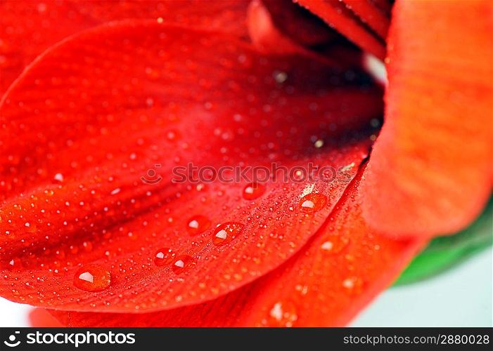 Petals of flower big red amaryllis