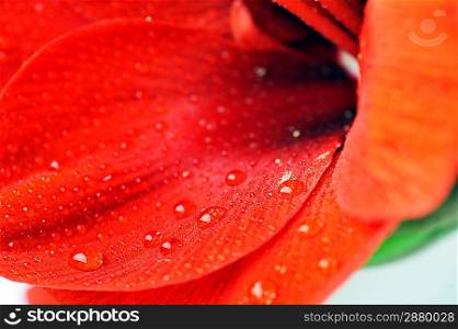Petals of flower big red amaryllis