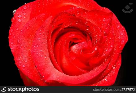 petals of red rose close-up with water drops