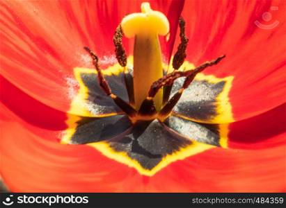 Petals of red tulips. Tulip macro close up. Tulip core.. Petals of red tulips. Tulip macro close up.