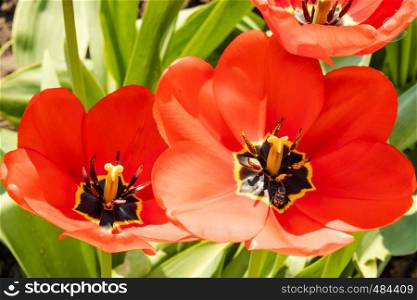 Petals of red tulips. Tulip macro close up. Tulip core.. Petals of red tulips. Tulip macro close up.