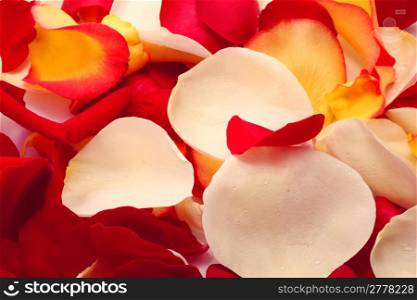 Petals of rose. Background