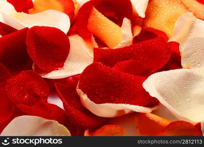 Petals of rose. Background