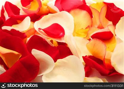 Petals of rose. Background