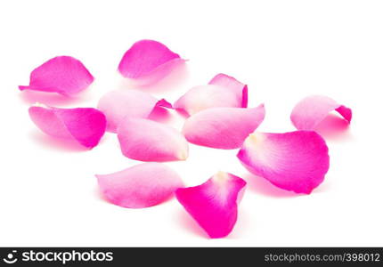 Petals of roses on a white background