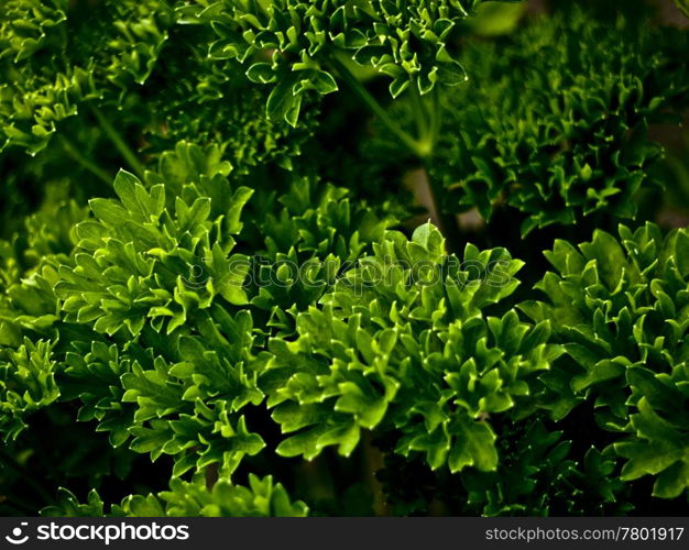 Petersilie. Parsley - a culinary herb in close-up