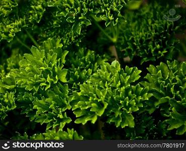 Petersilie. Parsley - a culinary herb in close-up