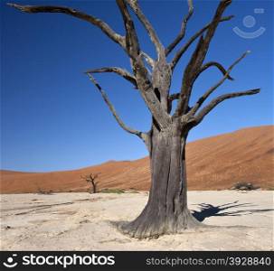 Petrified tree at Dead Vlei salt pan near Sossusvlei in the Namib Desert in Namibia