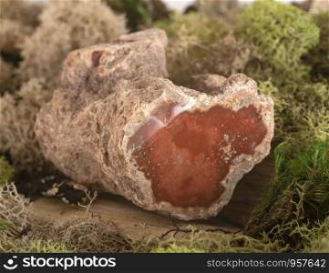 petrified wood in front of white background