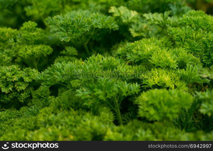 Petroselinum crispum - Fresh curly parsley on the ground close-up in garden.