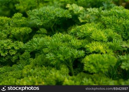 Petroselinum crispum - Fresh curly parsley on the ground close-up in garden.