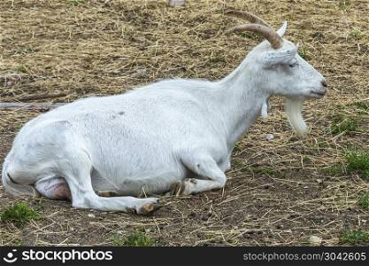 Pets. A domestic goat of light color lies on the ground and rests. Pets. A domestic goat lies on the ground and rests