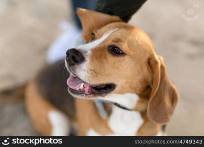 pets and animals concept - close up of beagle dog. close up of beagle dog