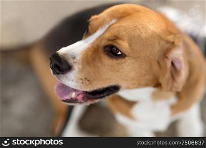 pets and animals concept - close up of beagle dog. close up of beagle dog