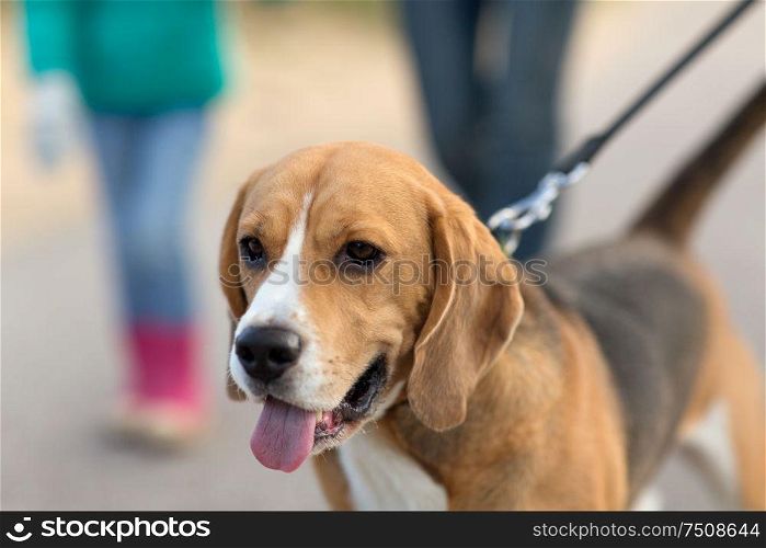 pets and animals concept - close up of beagle dog on leash walking outdoors. close up of beagle dog on leash walking outdoors