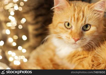 pets and domestic animal concept - close up of red tabby cat. close up of red tabby cat
