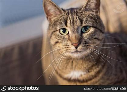 pets and domestic animal concept - portrait of tabby cat at home. portrait of tabby cat at home