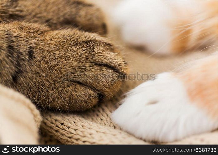 pets and hygge concept - close up of paws of two cats on blanket. close up of paws of two cats on blanket