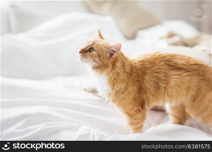 pets and hygge concept - red tabby cat at home in bed. red tabby cat at home in bed