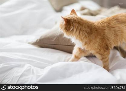 pets and hygge concept - red tabby cat at home in bed. red tabby cat at home in bed