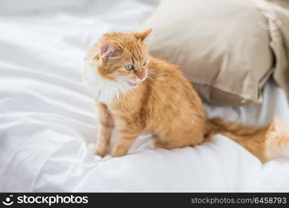 pets and hygge concept - red tabby cat at home in bed. red tabby cat at home in bed