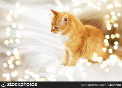 pets and hygge concept - red tabby cat at home in bed. red tabby cat at home in bed