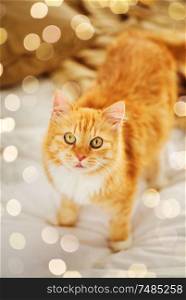 pets and hygge concept - red tabby cat in home bed. red tabby cat in home bed