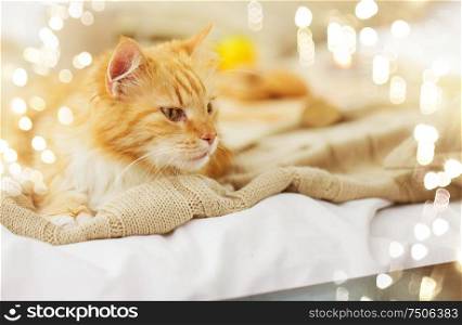 pets and hygge concept - red tabby cat lying on blanket at home in winter. red tabby cat lying on blanket at home in winter