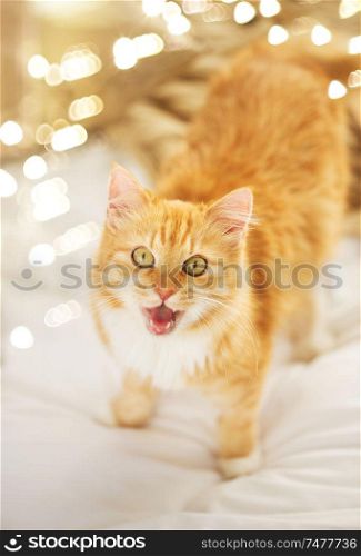 pets and hygge concept - red tabby cat mewing in bed at home. red tabby cat mewing in bed at home