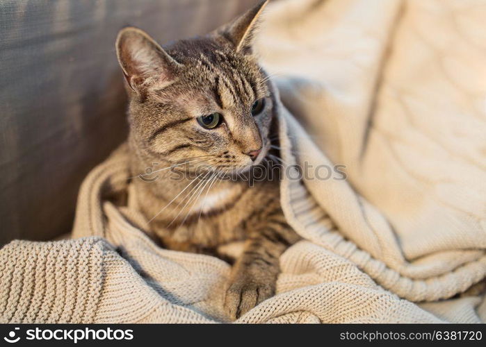 pets and hygge concept - tabby cat lying on blanket at home in winter. tabby cat lying on blanket at home in winter