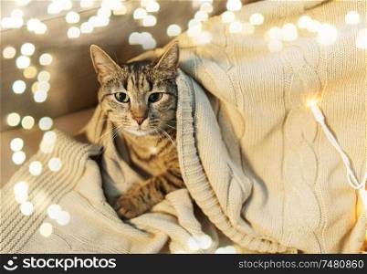 pets and hygge concept - tabby cat lying on blanket at home in winter. tabby cat lying on blanket at home in winter