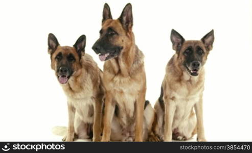 Pets, animals and behavior, three pedigreed german shepherd dogs sitting. Studio shot, white background. Part 1 of 14