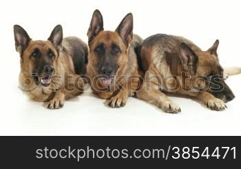 Pets, animals and behavior, three purebred german shepherd dogs lying down on floor. Studio shot, white background. Part 2 of 14