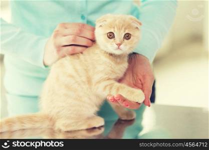 pets, animals and cats concept - close up of scottish fold kitten and woman