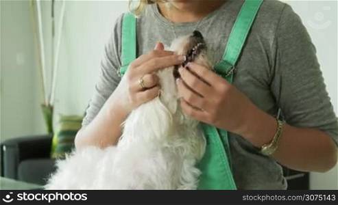 Pets, animals and dental hygiene. Woman checking teeth of her small dog, looking for plaque and tartar. She holds her dog on a table at home and inspects its mouth. Medium shot