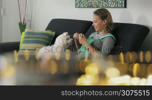 Pets, animals and hygiene. Woman with maltese dog on sofa, applying flea collar to its neck. Medium shot, dolly