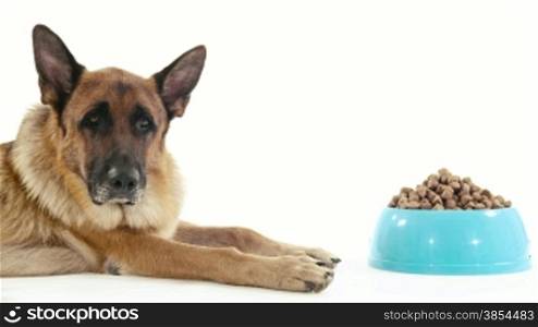 Pets, animals and nutrition, purebred german shepherd dog with bowl of food. Studio shot, white background. Part 14 of 14