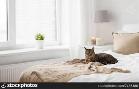 pets, christmas and domestic animal concept - tabby cat lying on bed with knitted woollen blanket at home in winter. cat lying on bed with blanket at home in winter
