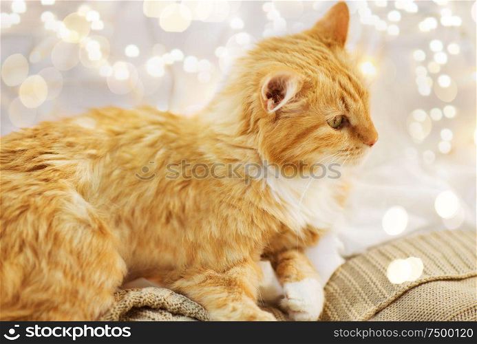 pets, christmas and hygge concept - red tabby cat lying on blanket at home in winter. red cat lying on blanket at home at christmas