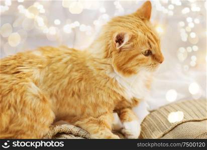pets, christmas and hygge concept - red tabby cat lying on blanket at home in winter. red cat lying on blanket at home at christmas
