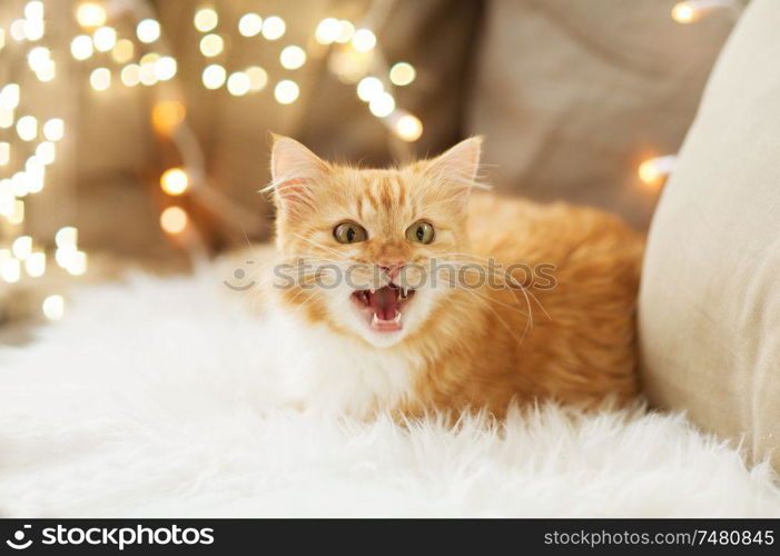 pets, christmas and hygge concept - red tabby cat mewing on sofa with sheepskin at home in winter. red tabby cat mewing on sofa and sheepskin at home