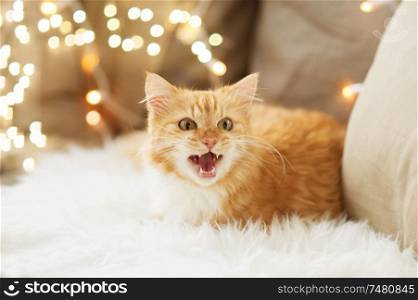 pets, christmas and hygge concept - red tabby cat mewing on sofa with sheepskin at home in winter. red tabby cat mewing on sofa and sheepskin at home