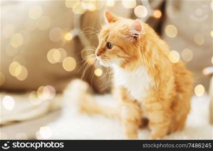 pets, christmas and hygge concept - red tabby cat on sofa with sheepskin at home in winter. red tabby cat on sofa with sheepskin at home