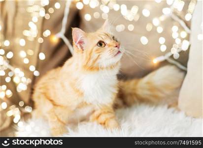 pets, christmas and hygge concept - red tabby cat on sofa with sheepskin at home in winter. red tabby cat on sofa with sheepskin at home