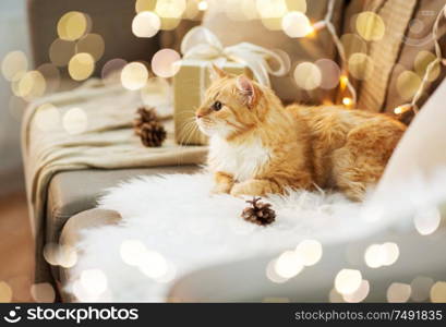 pets, christmas and hygge concept - red tabby cat on sofa with present at home in winter. red tabby cat on sofa with christmas gift at home